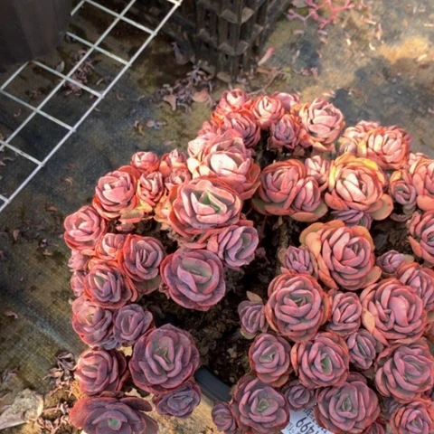 逆*1499秀妍多肉