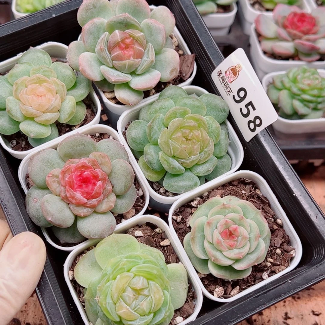 静***多肉植物多肉植物