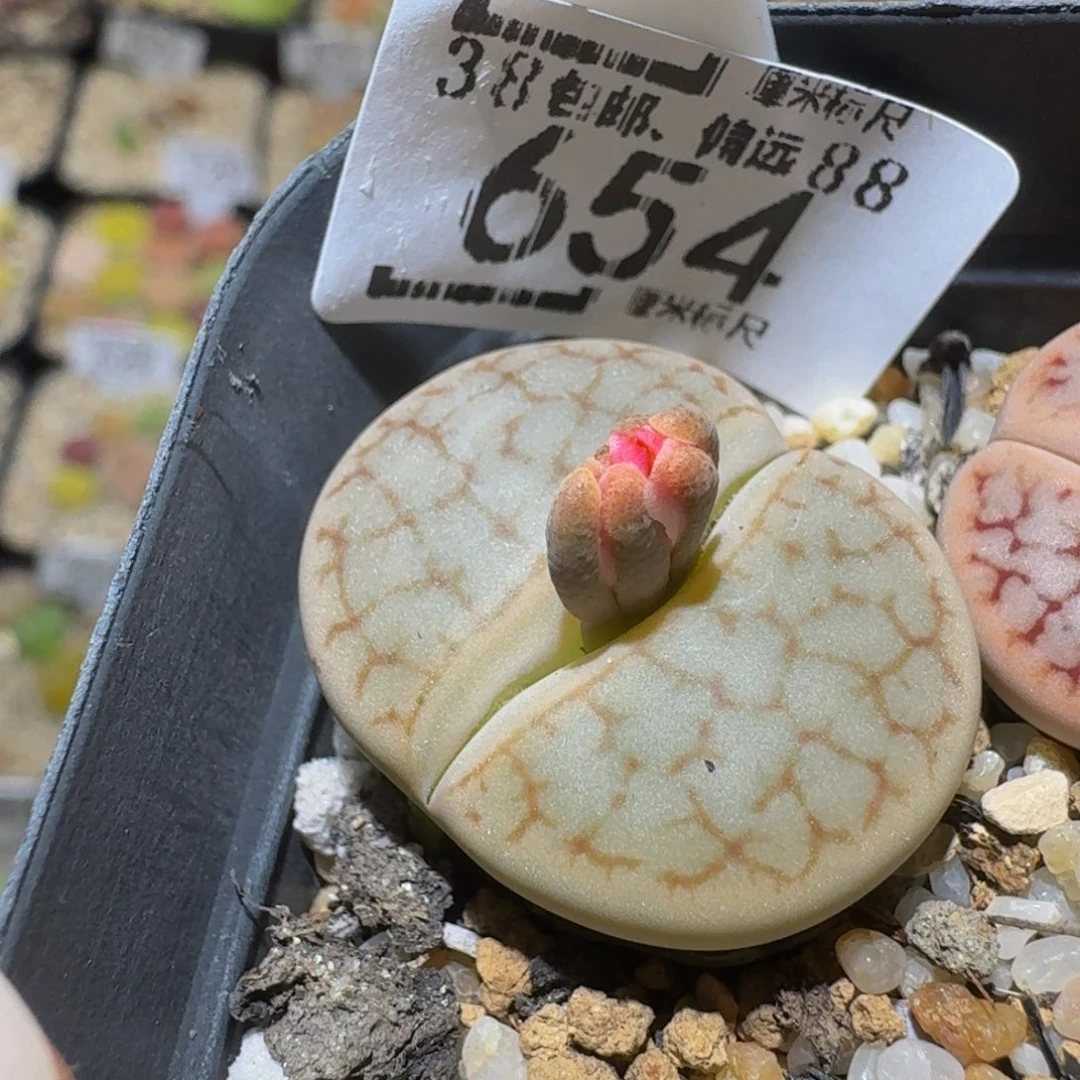 Ssss精品生石花654