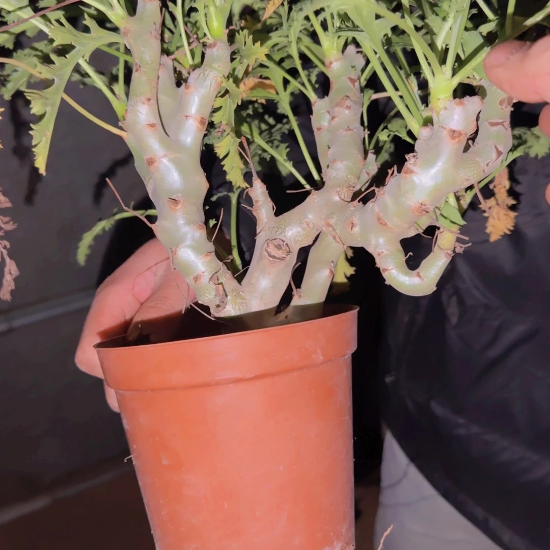 ?****人块根植物块根植物