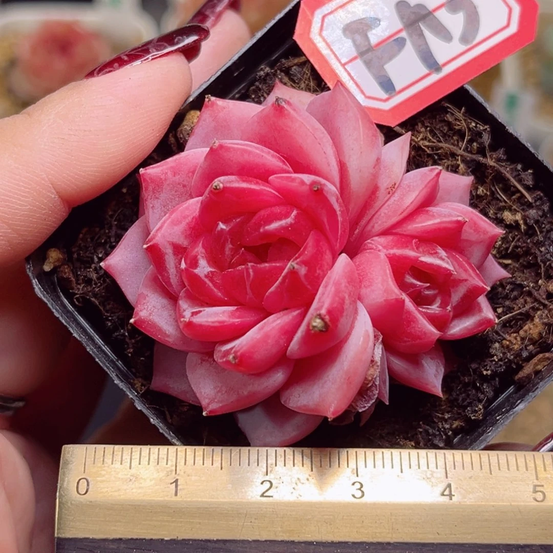 ?****?F113一物一拍 金樽