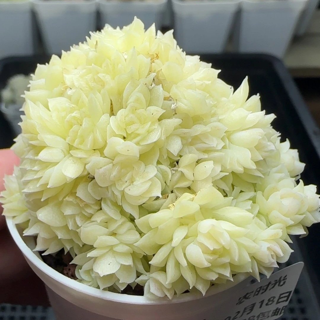 0218-191白底麦秆