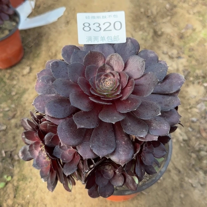 8320黑美人多肉植物