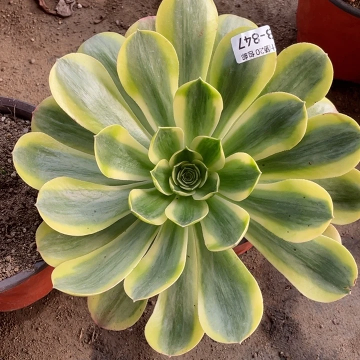 847香白多肉123456789