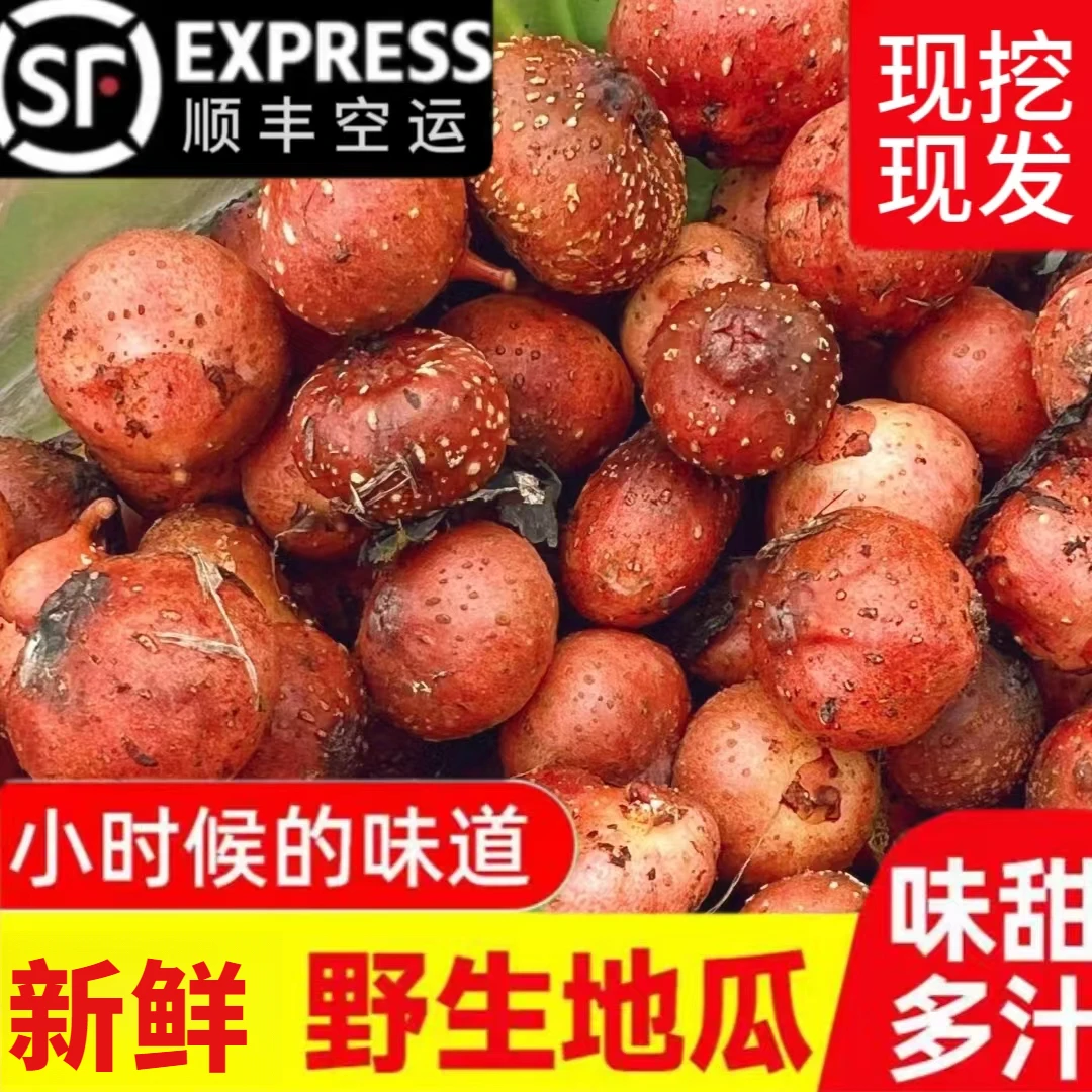 当季野地瓜果子野生小地瓜新鲜水果地枇杷石榴果儿时美味顺丰现货