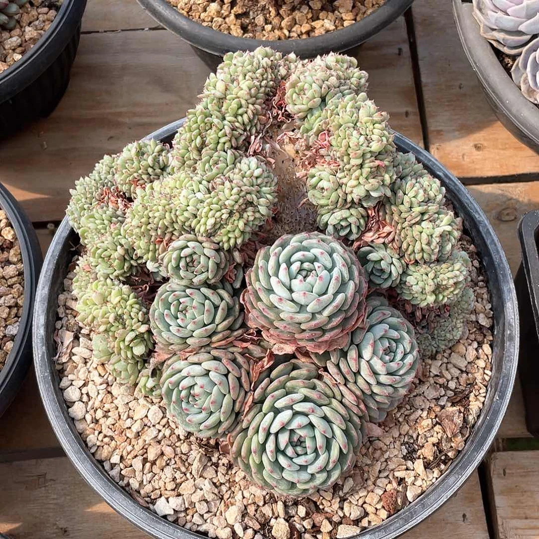 多肉植物多肉植物