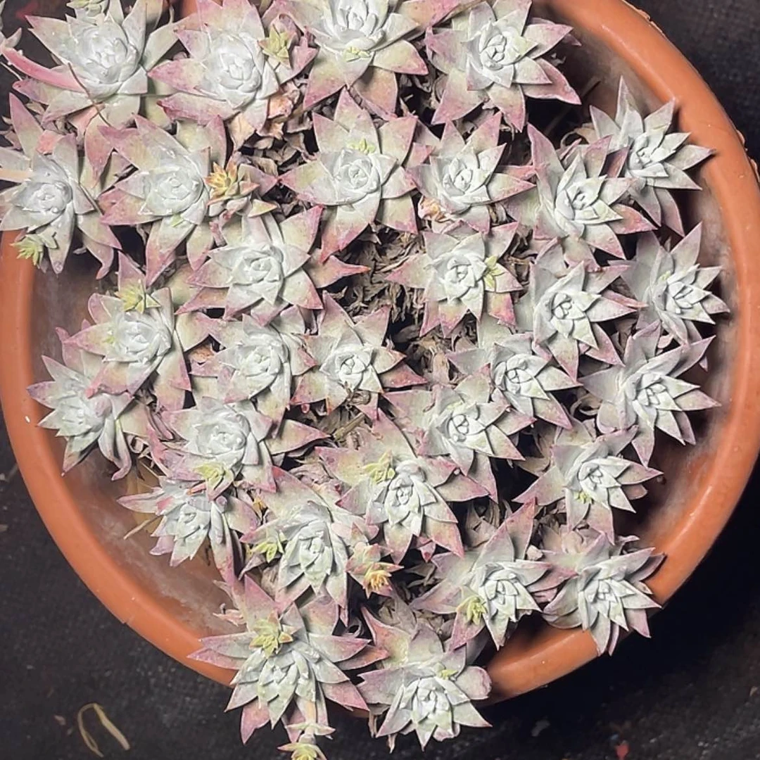 【闪购商品】用****2白菊苹果叶