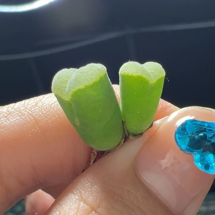 灰***灰爱心窗风铃多肉植物