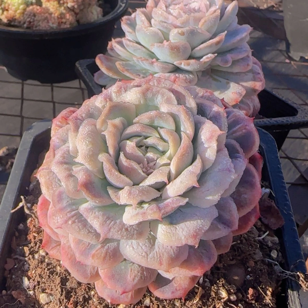 【闪购商品】泡泡纱裙19.9