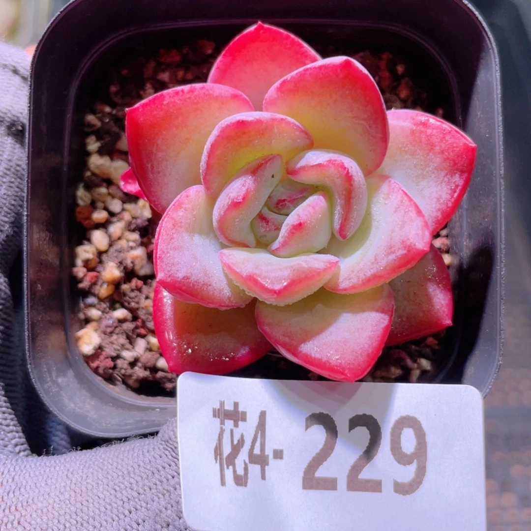 花利美4-229草莓泡芙