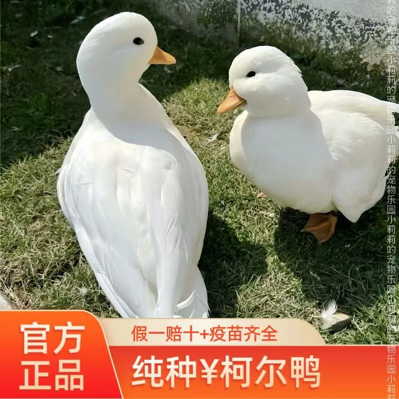 正宗柯尔鸭活宠物幼崽网红鸭子赛级柯尔鸭成年科尔鸭幼仔小柯尔鸭