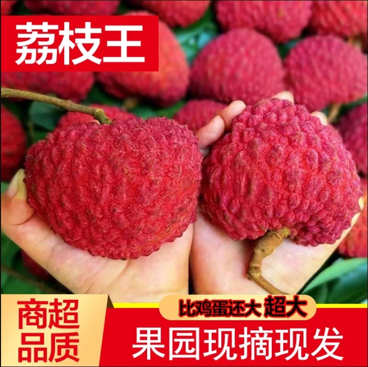 【现摘现发】现货荔枝王特大新鲜荔枝鲜果应季水果现摘现发巨无霸