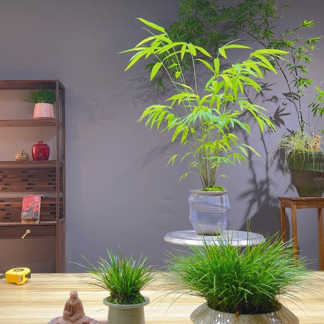 山***铺无花朵老桩精品竹盆景作品