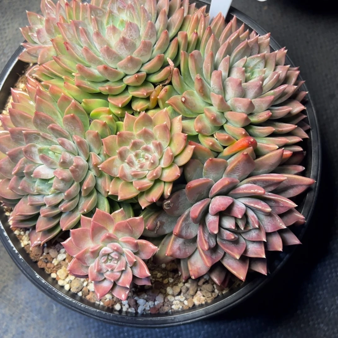 135号美人系多肉植物30