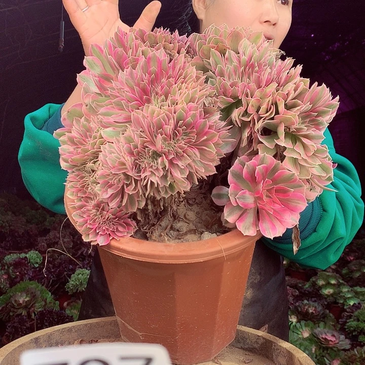 柒柒精品多肉脱土发货不包断侧枝797