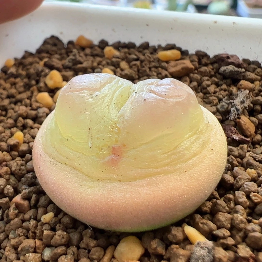 美拉登 肉锥植物