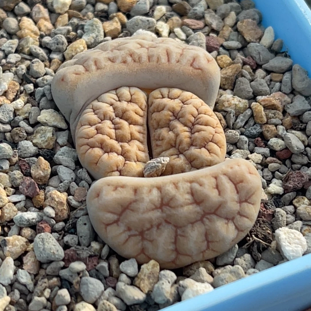 7546凹凸铁189一颗