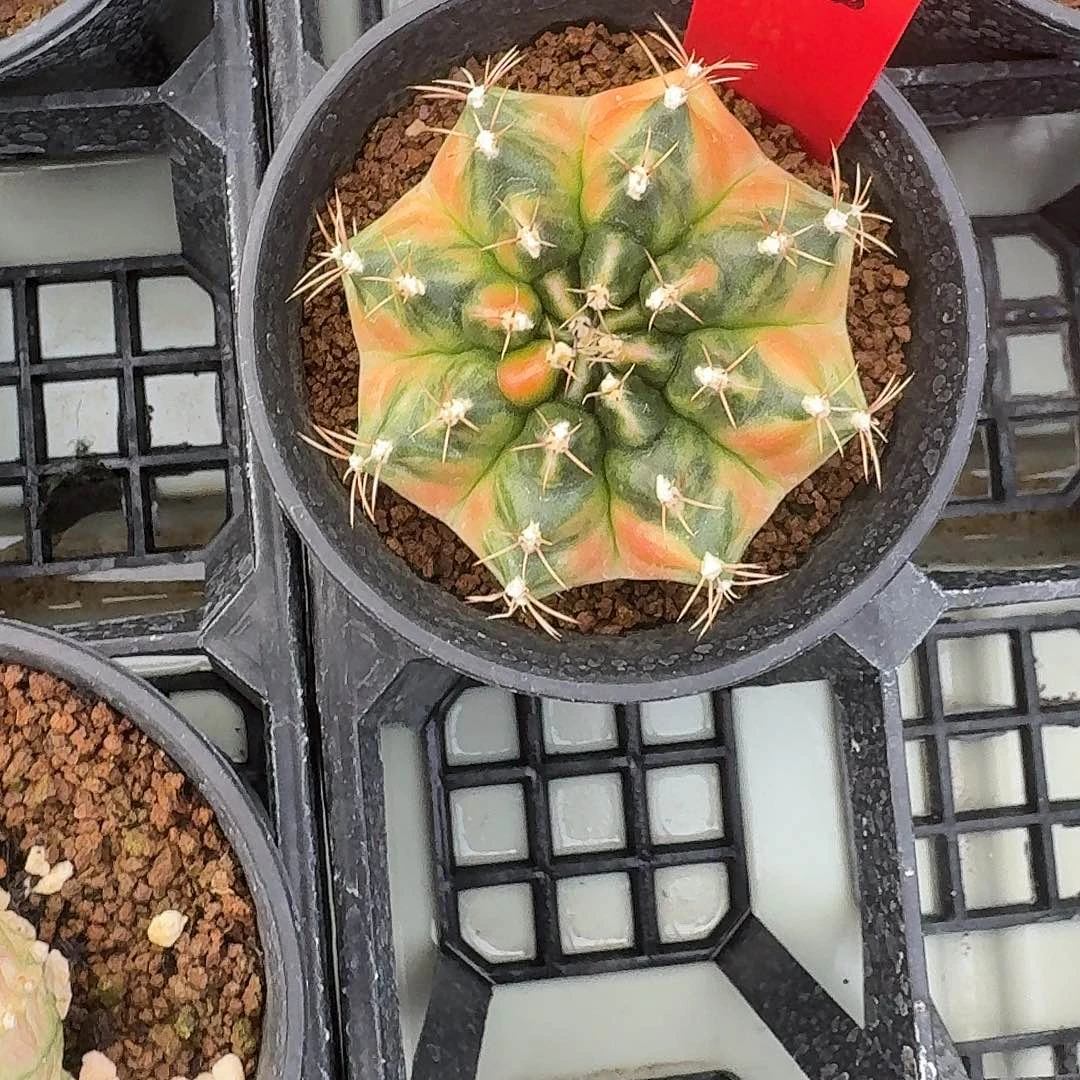 L529-1117广东发货 五花马