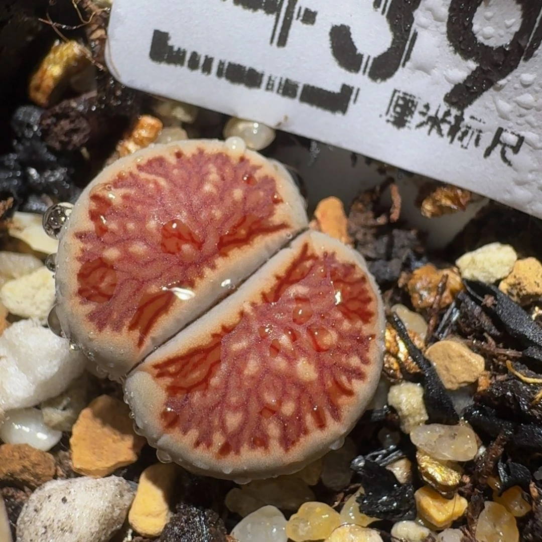 zzzzz生石花肉锥439