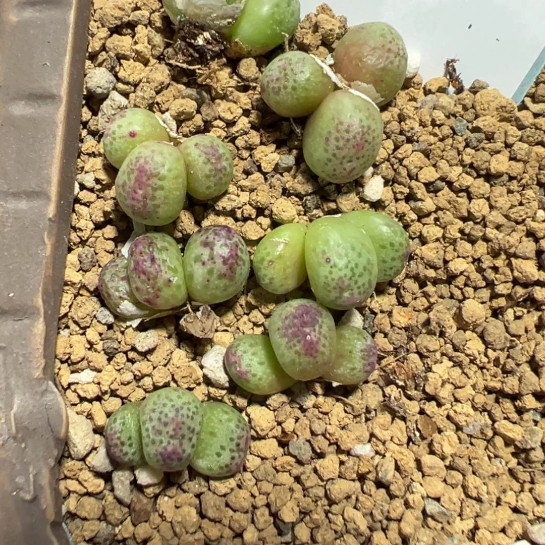 9-12量拍斑马以下一颗