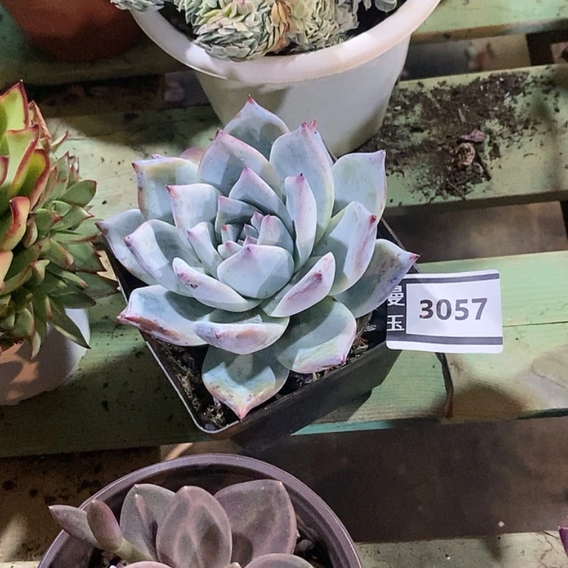 【闪购商品】骑****行黑卡3057