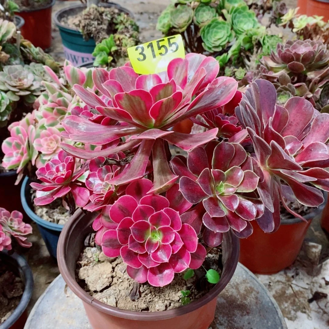 美杜莎多肉植物3155