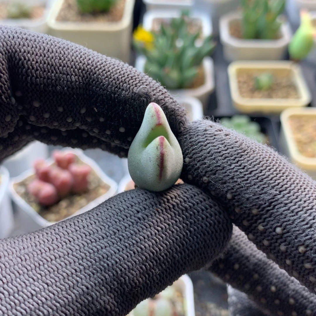 247毛少将母本一颗