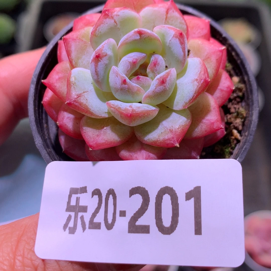 乐然20-201 雪颜玉