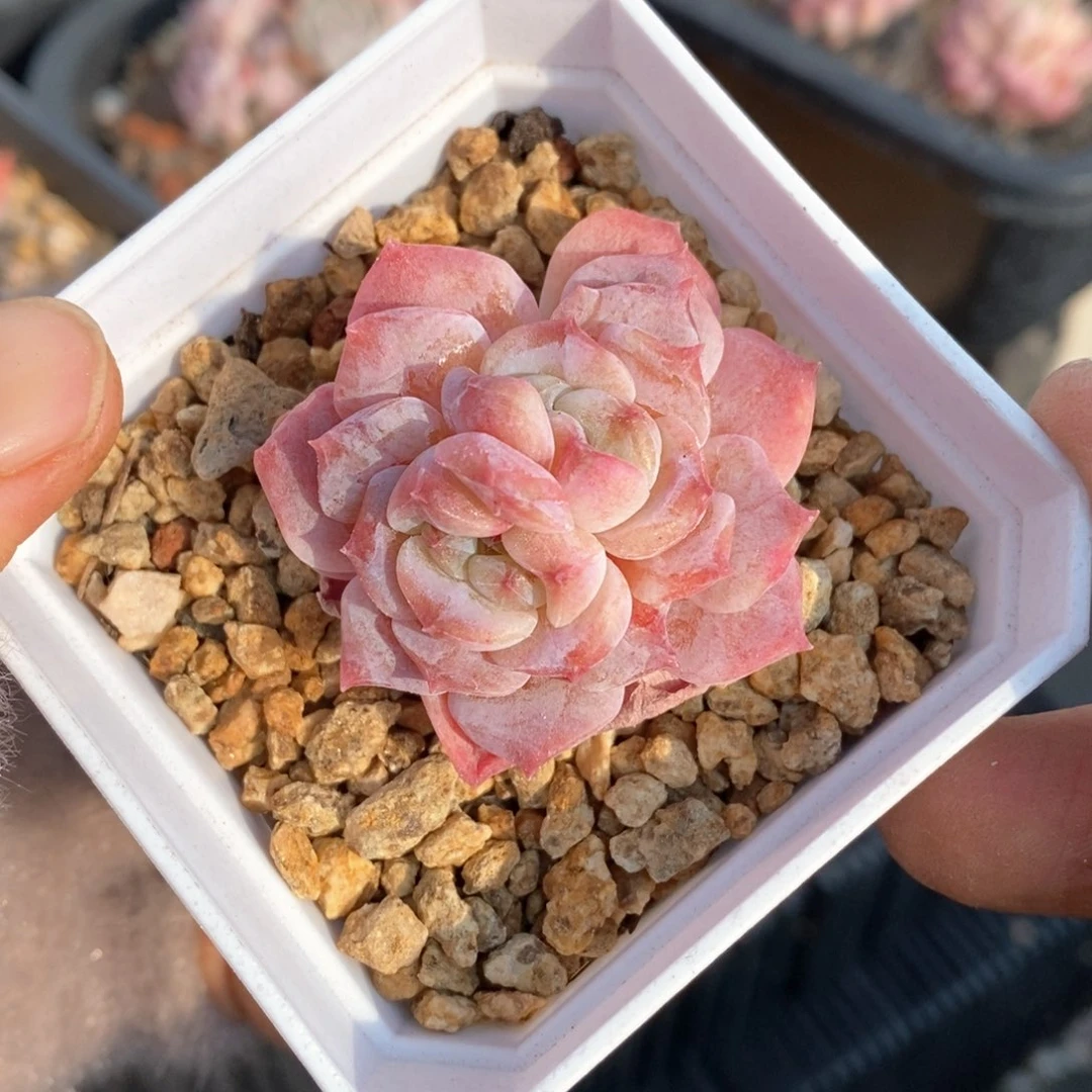 精品多肉一物一拍69