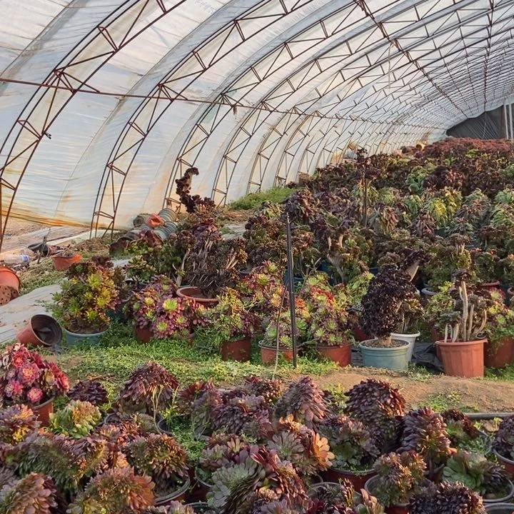 恋*养护防徒长1111