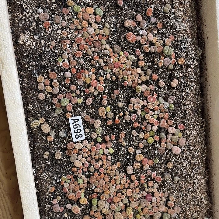生698石花整筐脱土发货