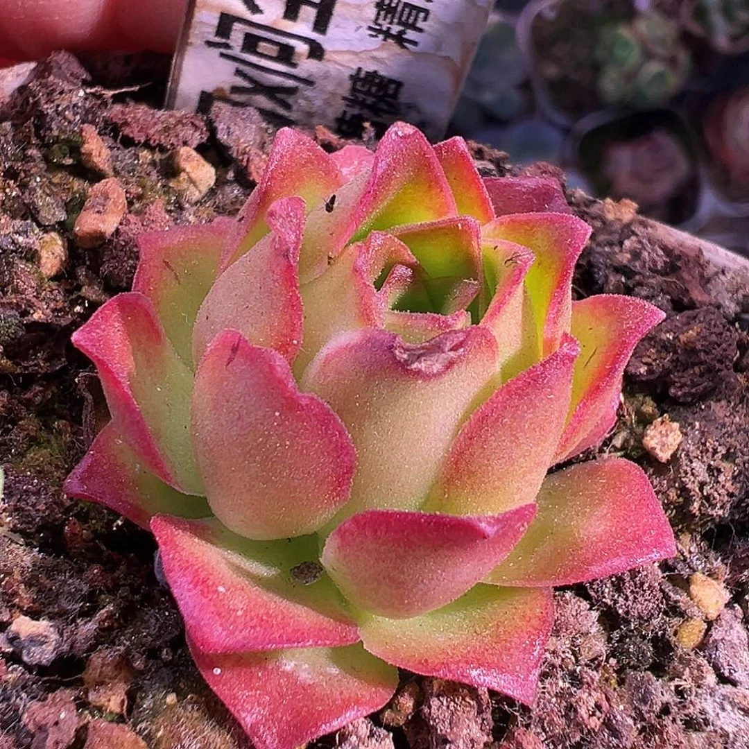 若初x问尘x各种福利 T737