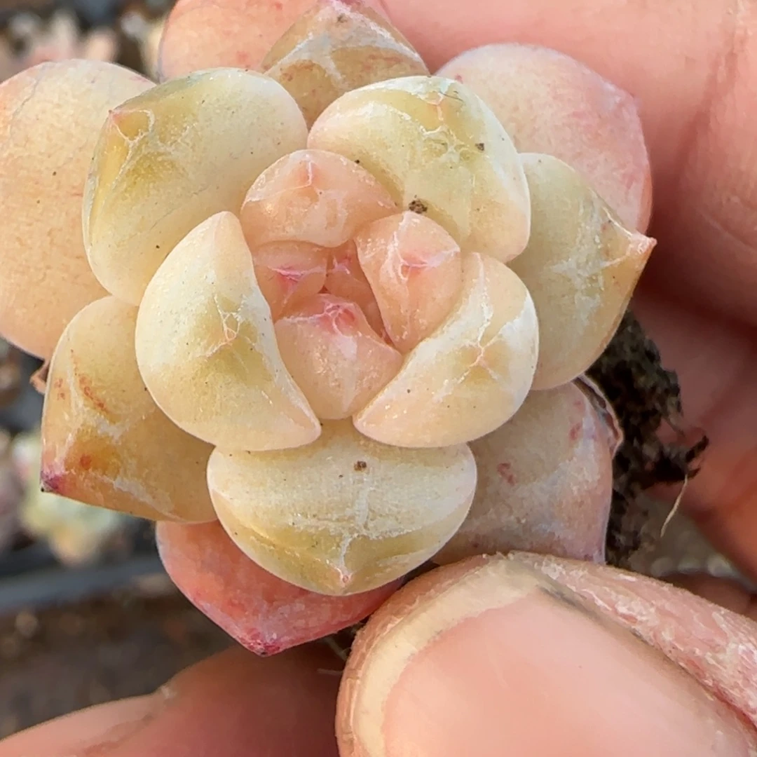 小卡拉米糖心一物一拍