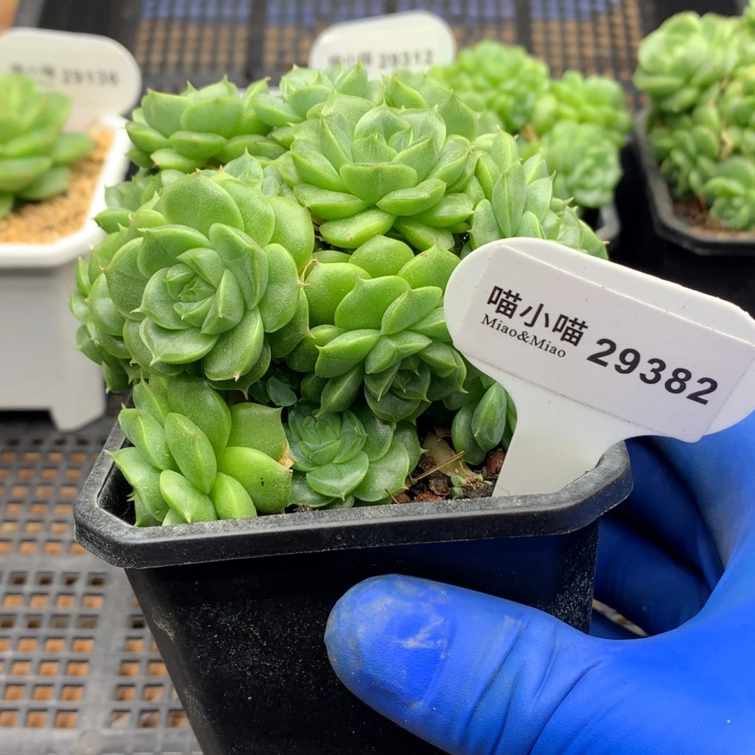 多肉植物杂交珍妮