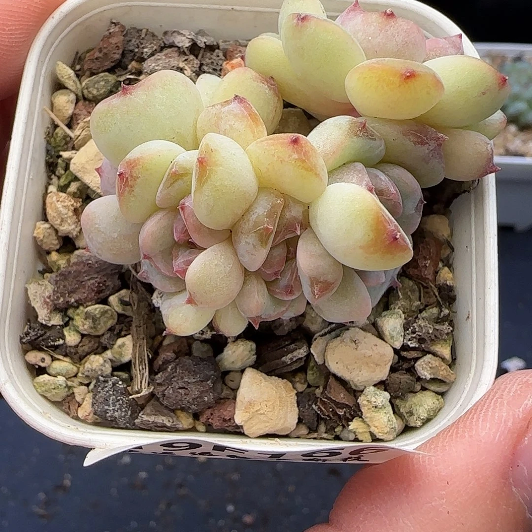 166五棵糖心群【满29包邮非偏远】