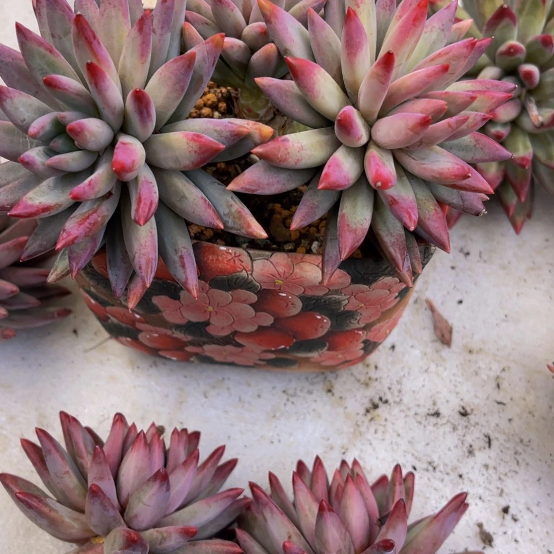 ?****?虞美人发货11111111