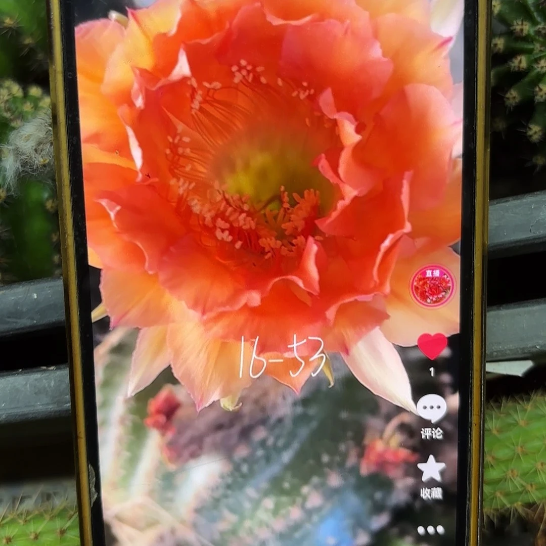 16-53侧牙20包邮仙人球27