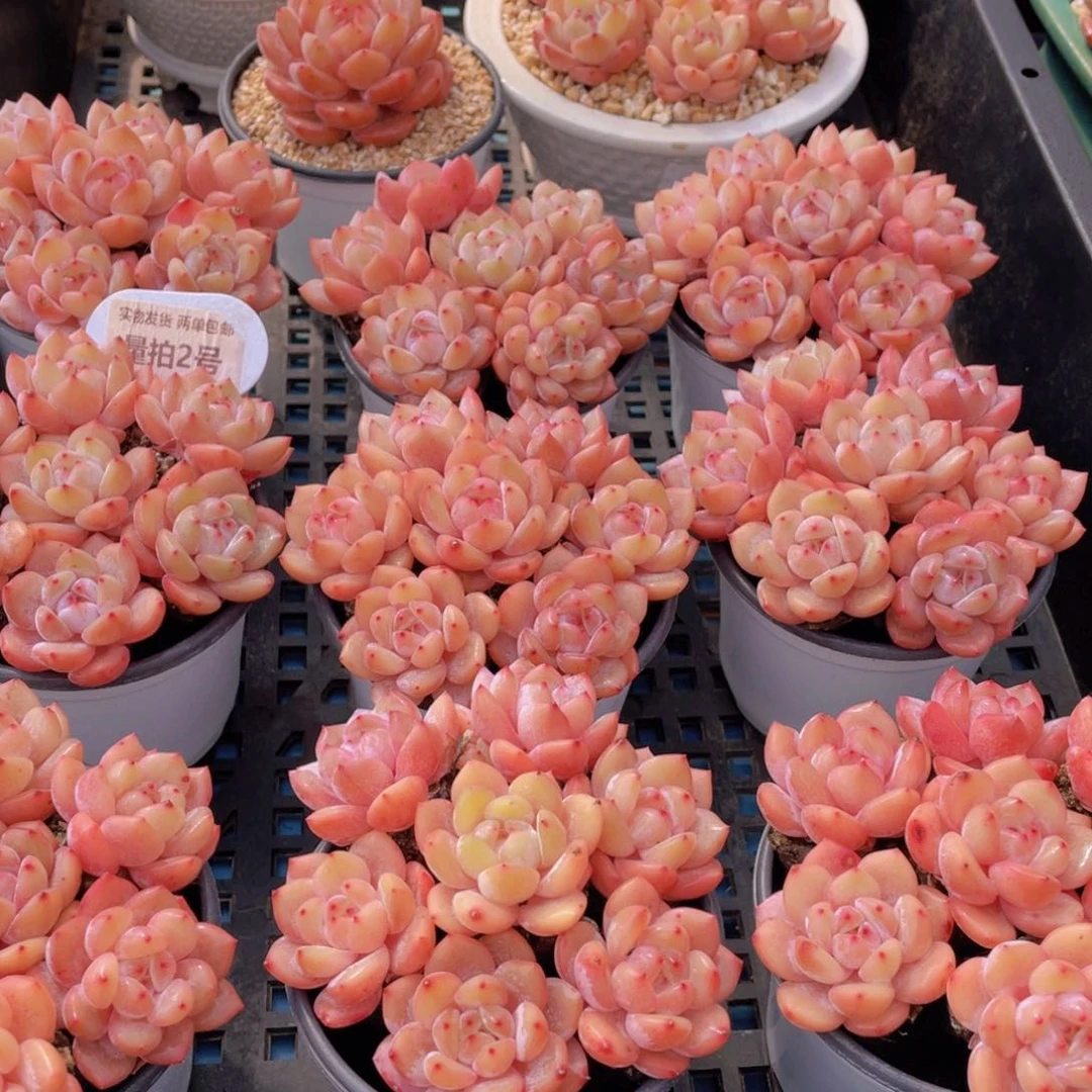 量拍2号果冻韩版仙女橙组合七个