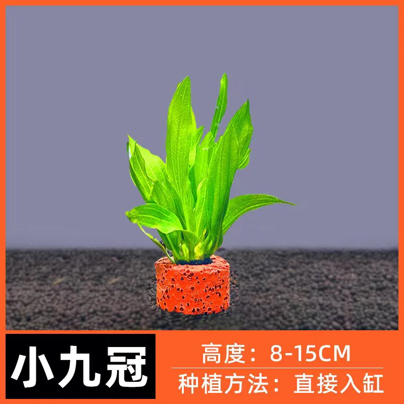 迷你小九冠  【净化水质】