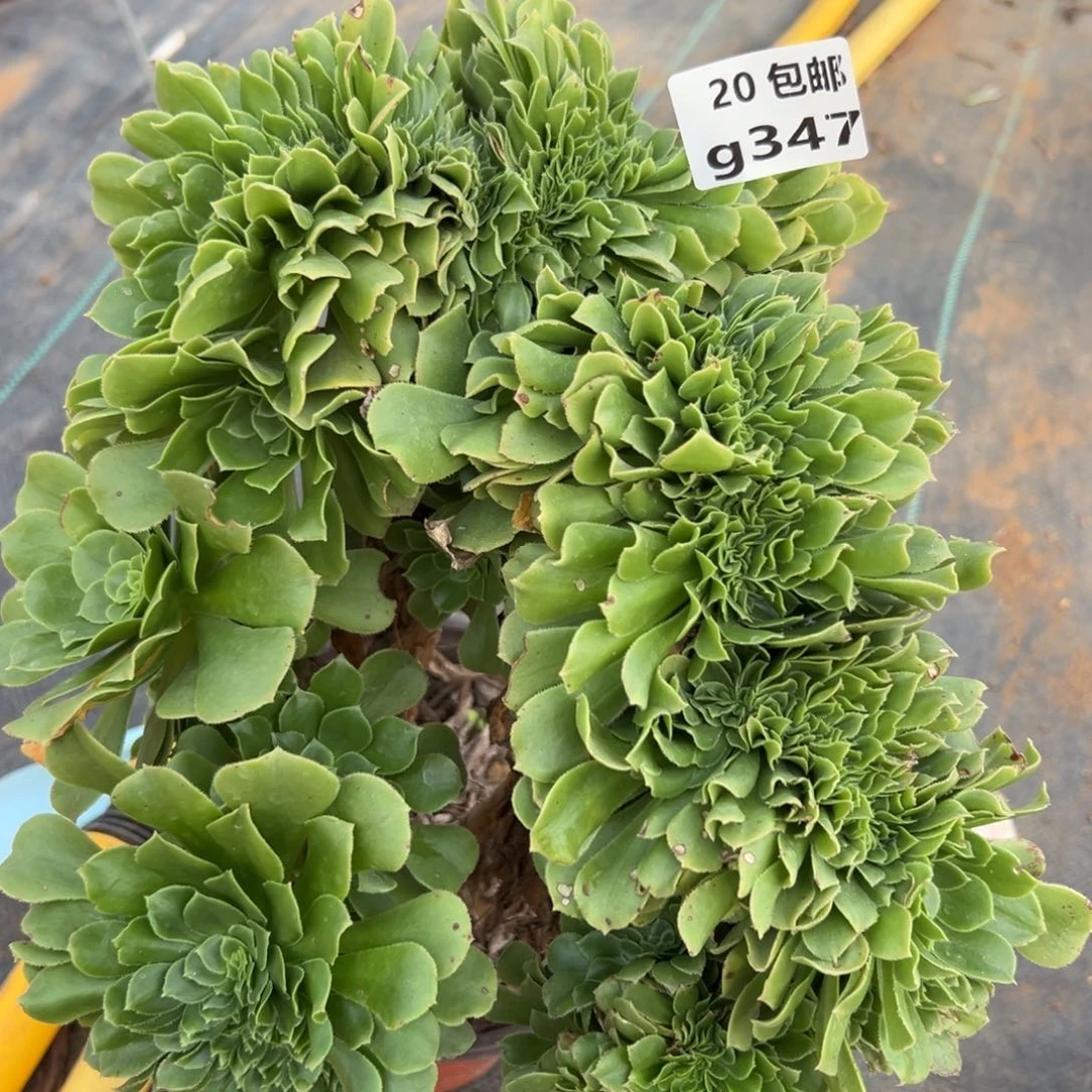 347绿杨蓉，满20包邮嘟叮熊