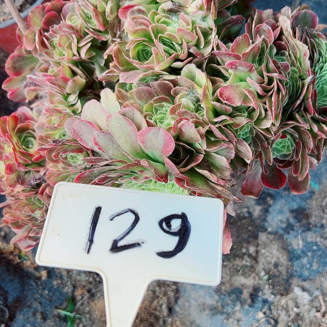 多肉植物奶白缀花