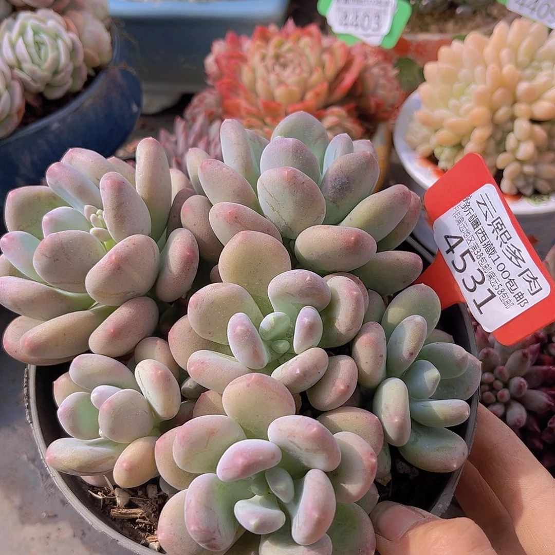 4531咖啡美人多肉植物