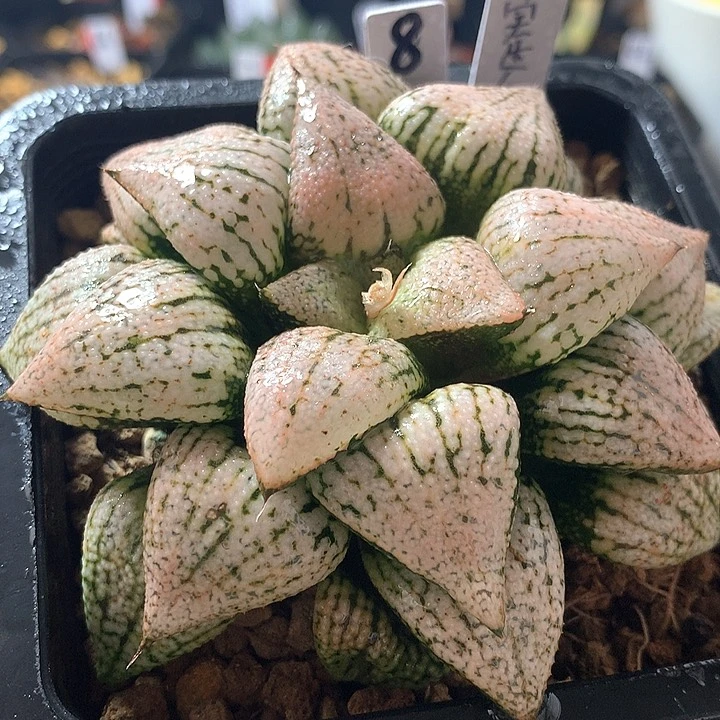 8号实生白银带盆土