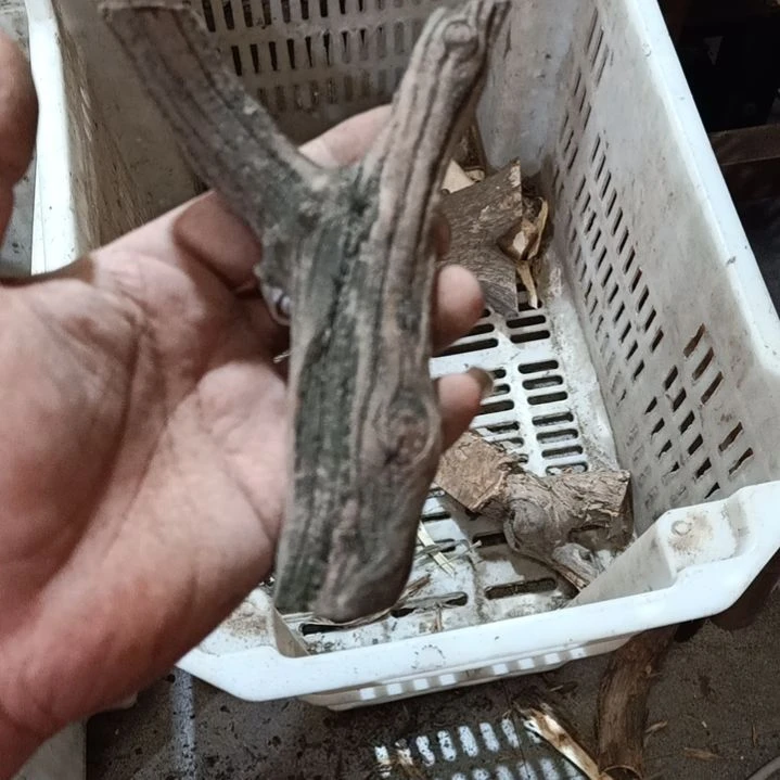 ****华柏木火琉璃原叉原叉原叉