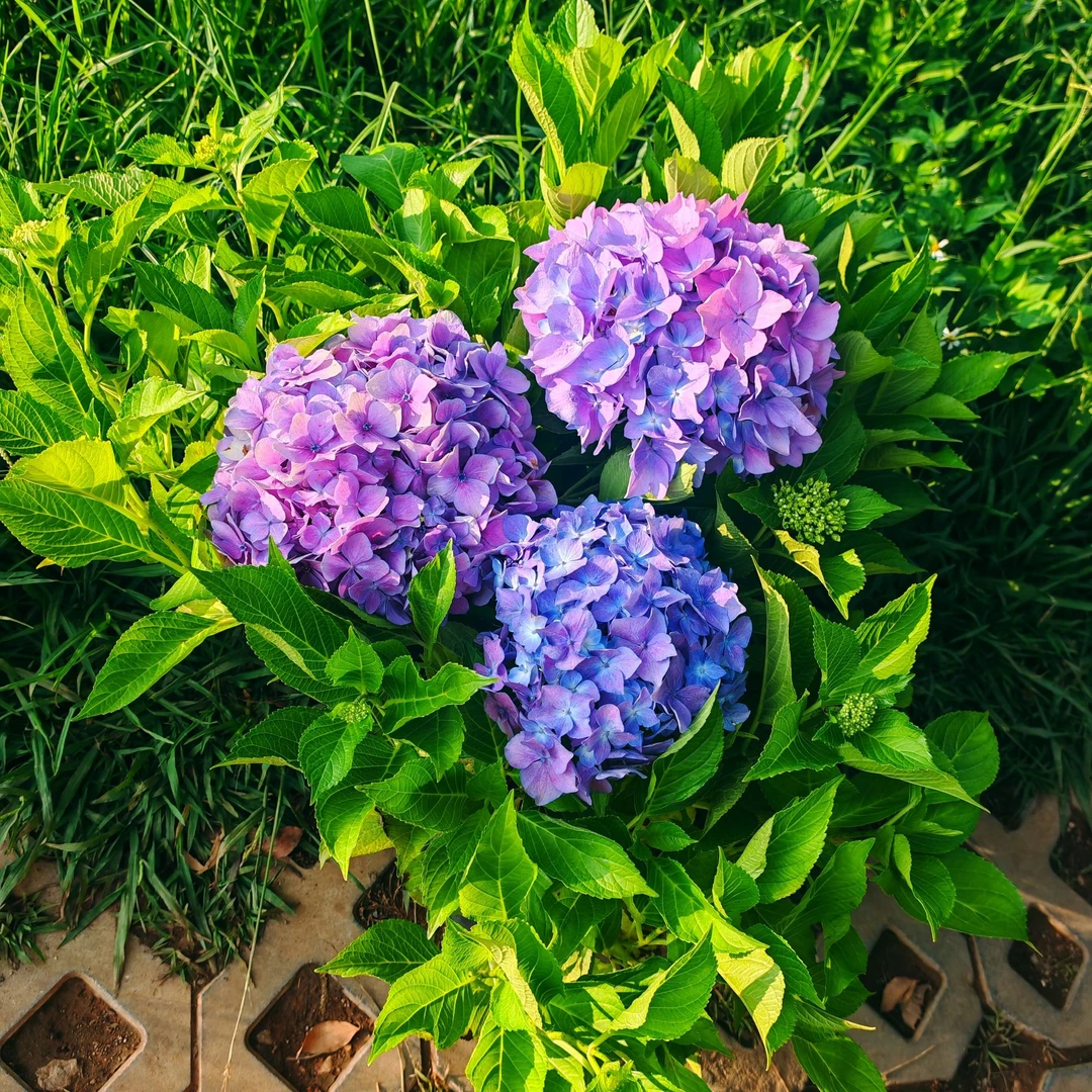 粉紫红海蓝绣球花盆栽带花老桩四季室内开花庭院阳台鲜花卉绿植物