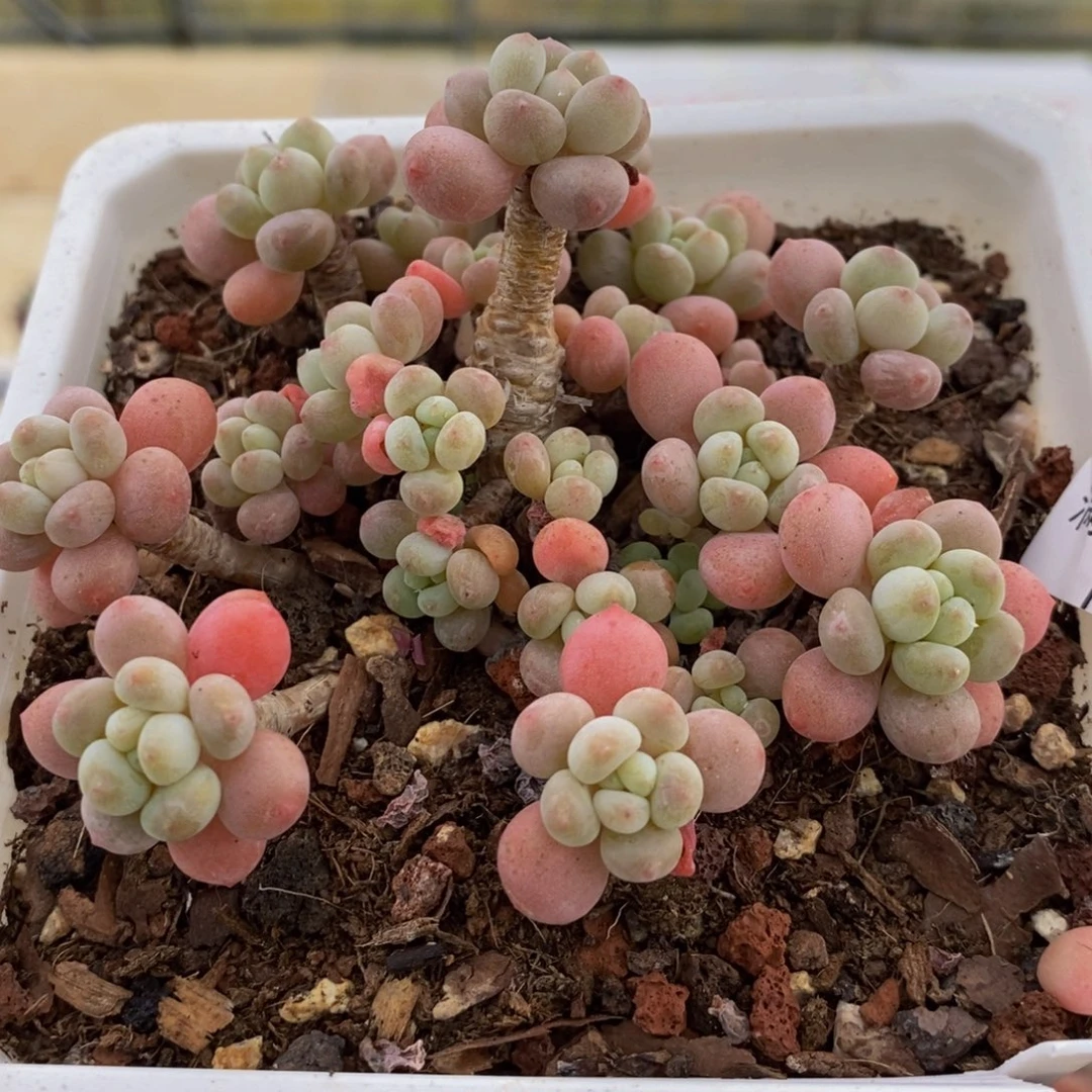 1171鱼子酱8cm多肉