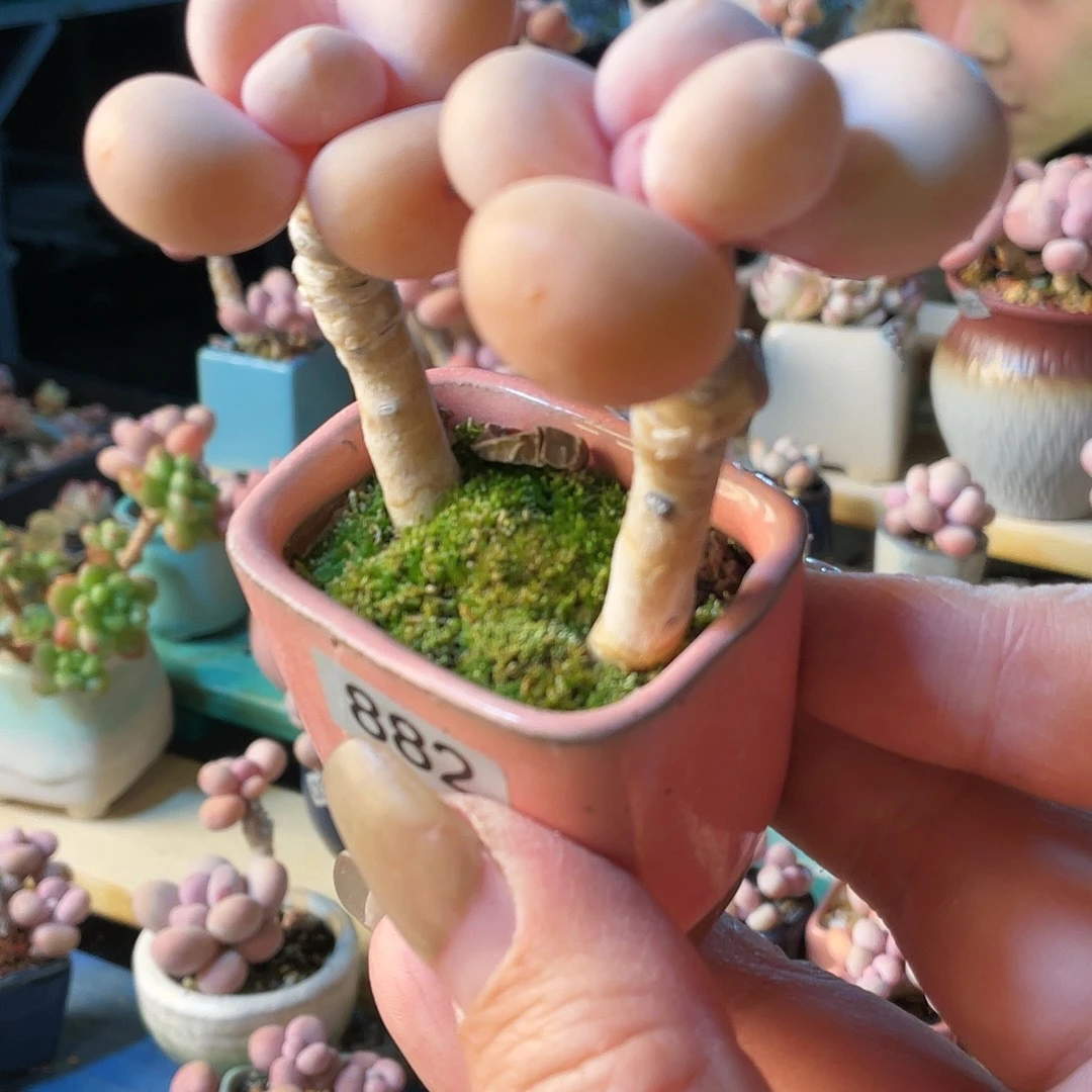 本***空多肉植物的生长发育与生长