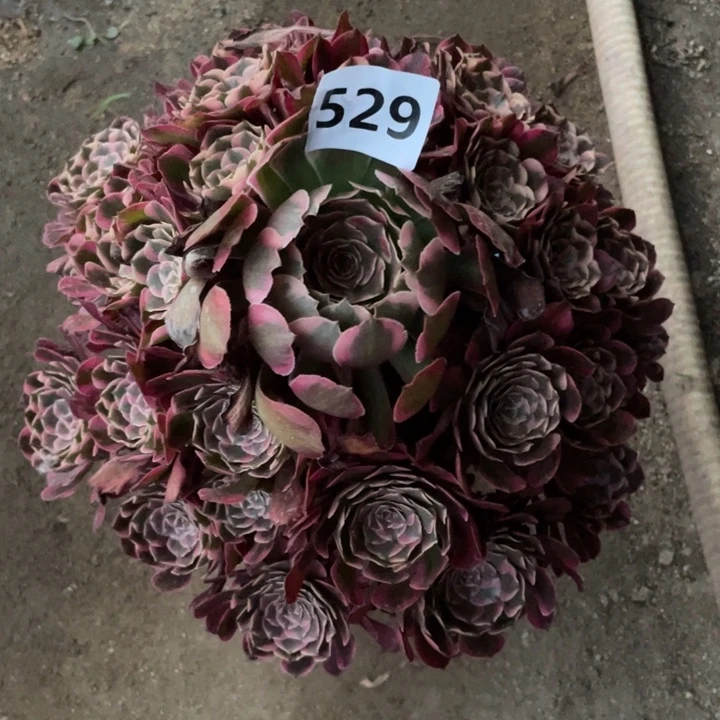 C***y霁月529号多肉植物