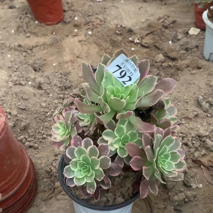 792金丝雀手捧1号棚