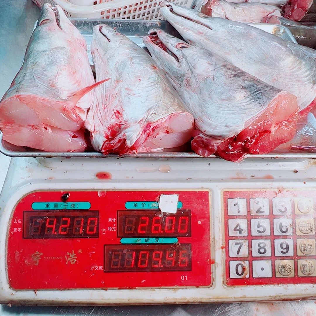 中国大陆四个鳗鱼头